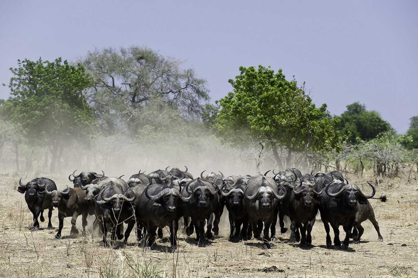 Buffalo - Rukomechi Camp