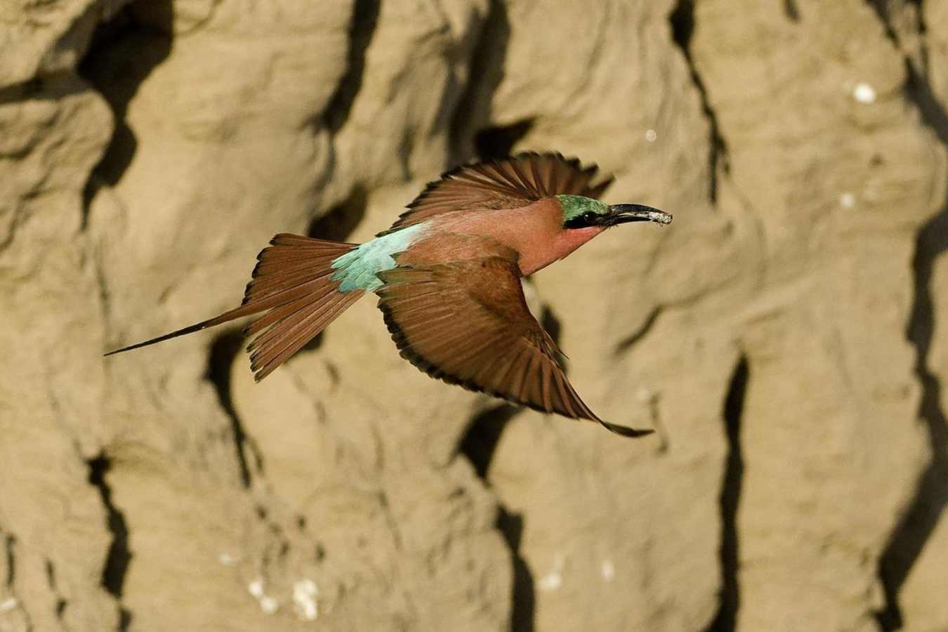 Carmine Bee-eater - Rukomechi Camp