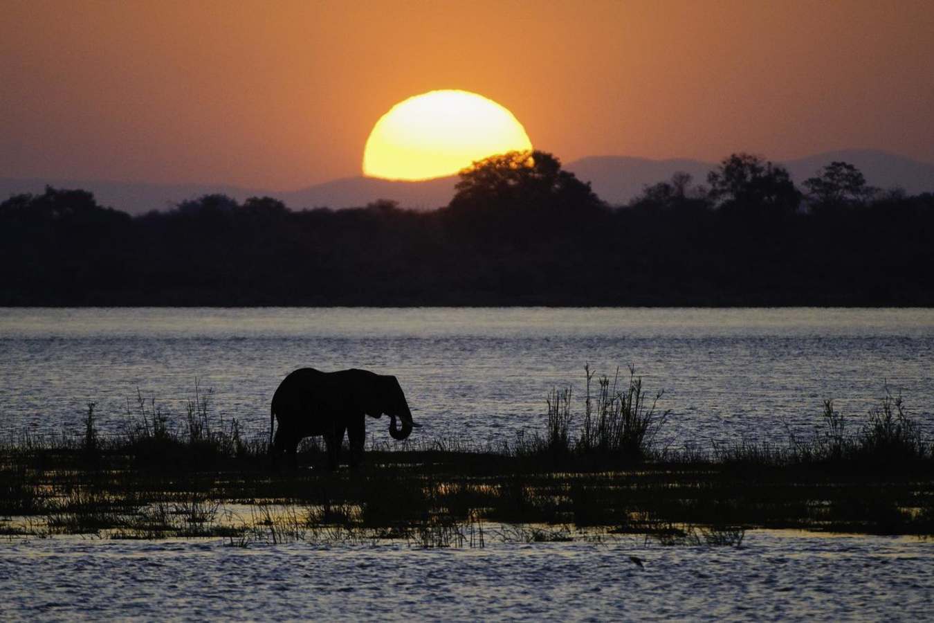 Elephant at sunset - Rukomechi Camp