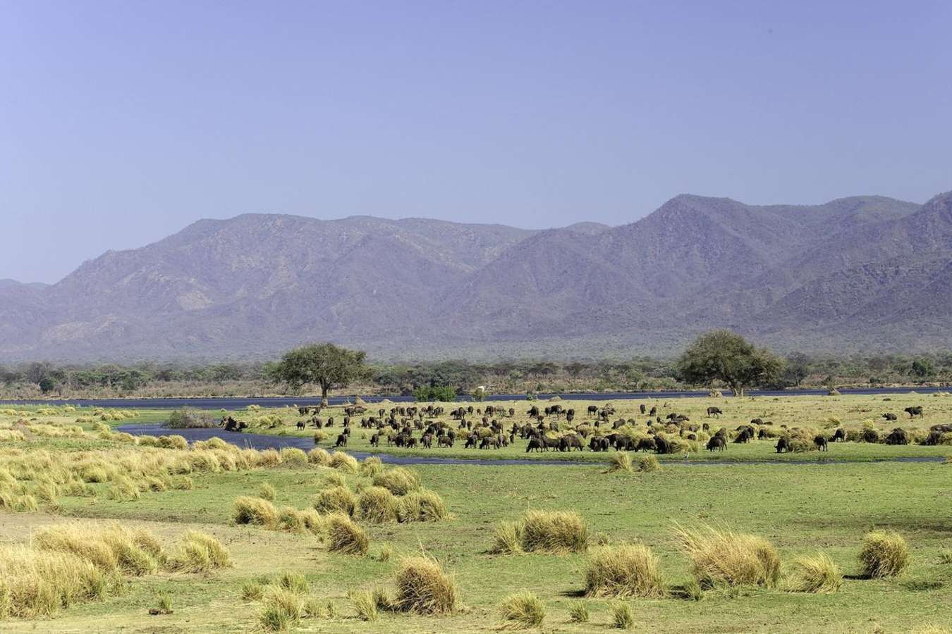 Buffalo on the flood plain - Rukomechi Camp