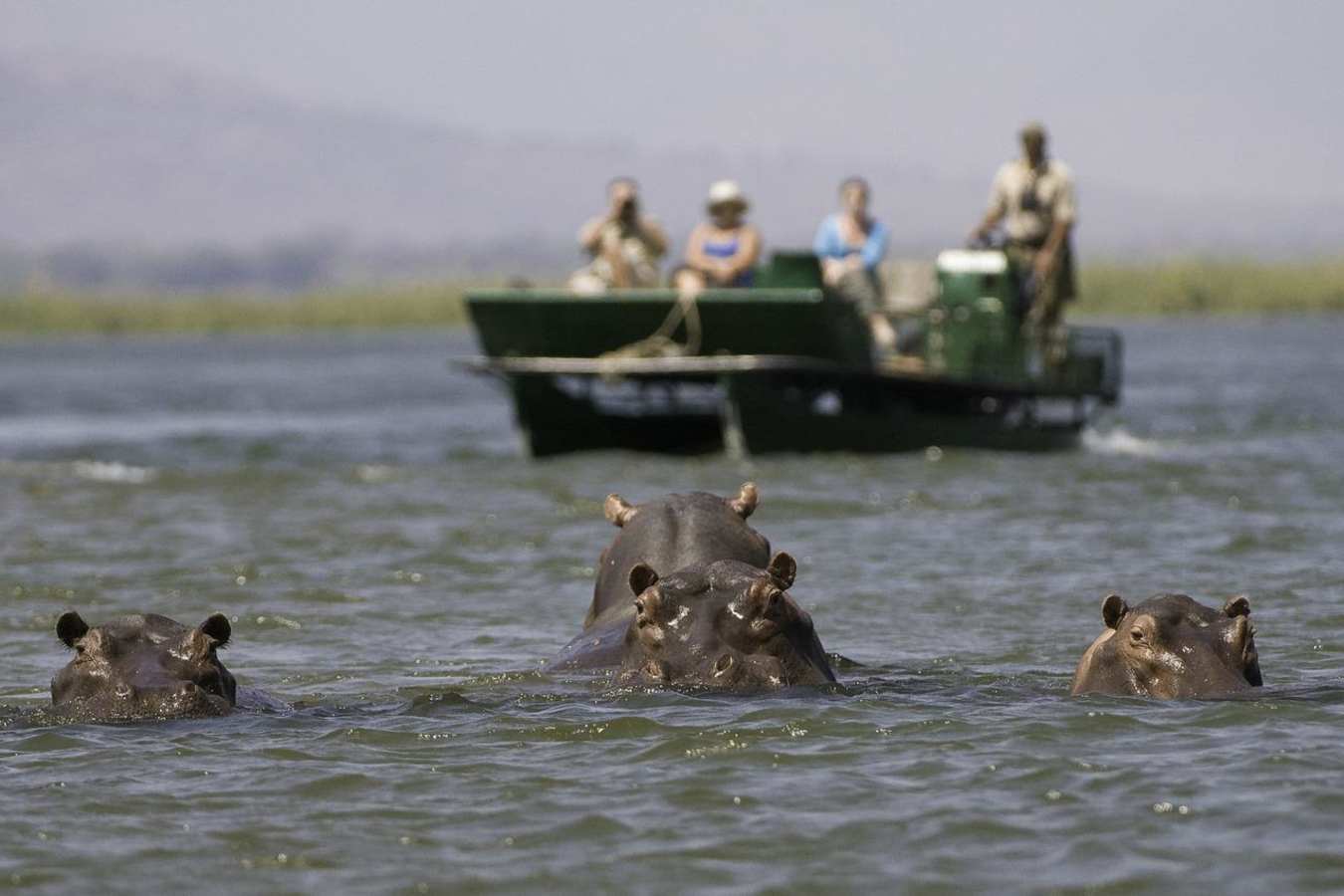Hippo in the Zambaezi - Rukomechi Camp