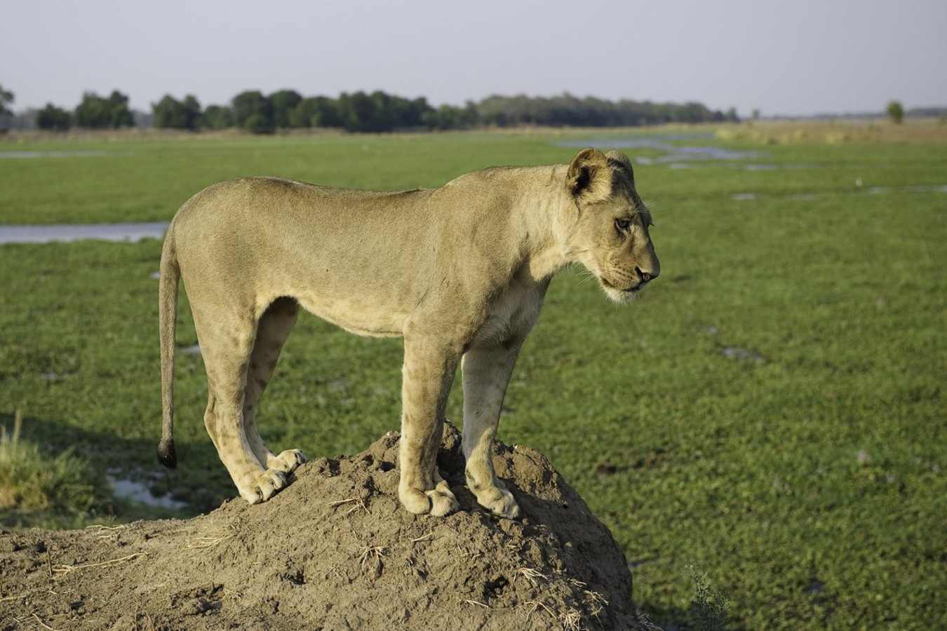 Lioness - Rukomechi Camp