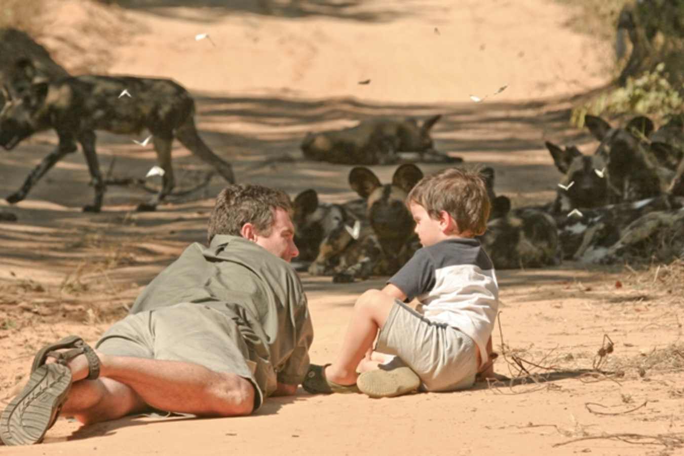 Up close with wild dogs - Vundu Camp