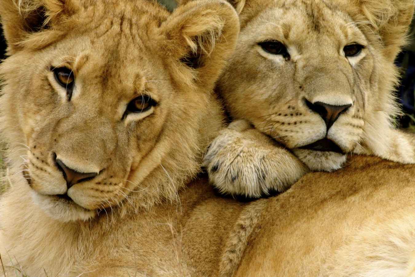 Young lion pair - Zimbabwe in style