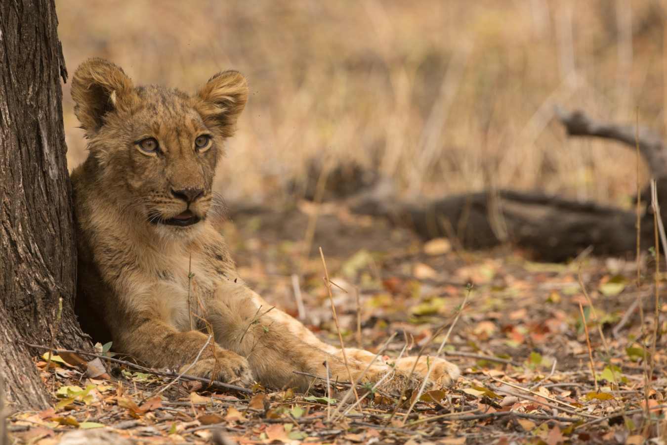 Lion in Hwange