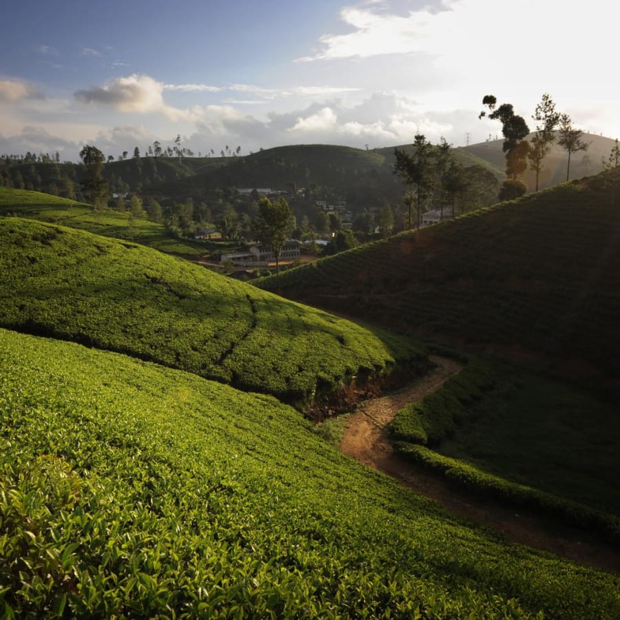 Ceylon Tea Trails | Sri Lanka Tailor-made Holidays | Scott Dunn UK