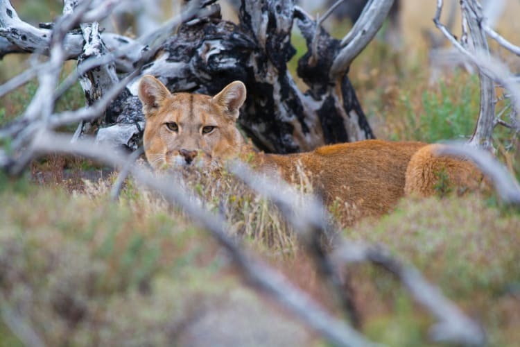 Track wild pumas across Patagonia's granite peaks