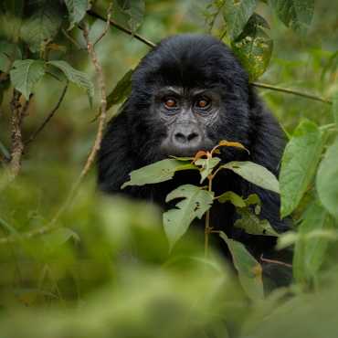 Gorilla