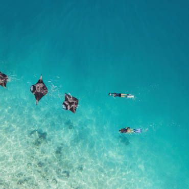 Snorkel