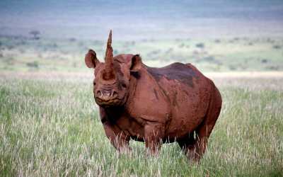 Conservation and Safaris in Kenya