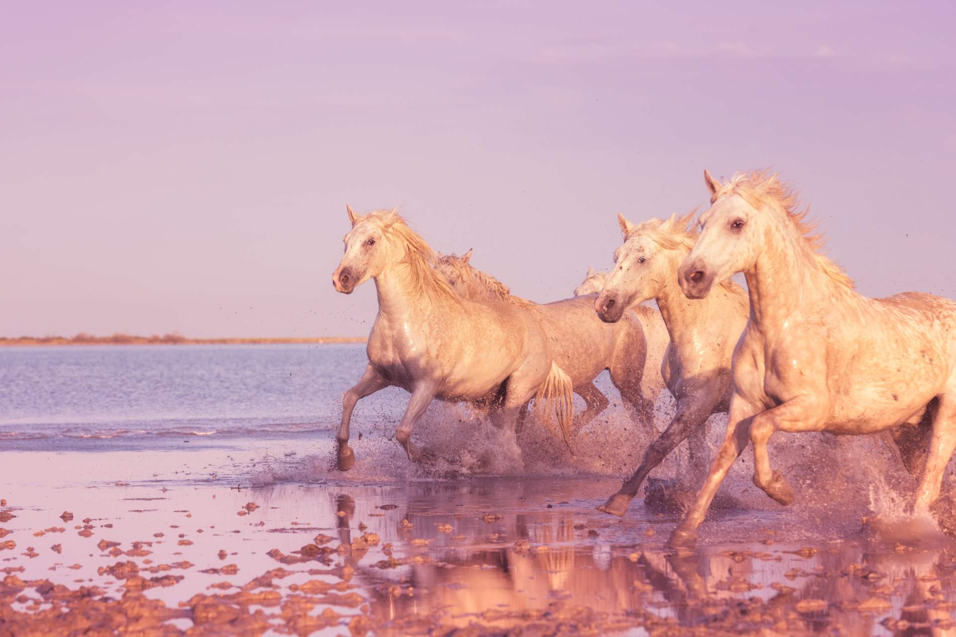 Wild Encounters: Southern France 