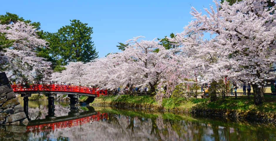 Chery Blossoms