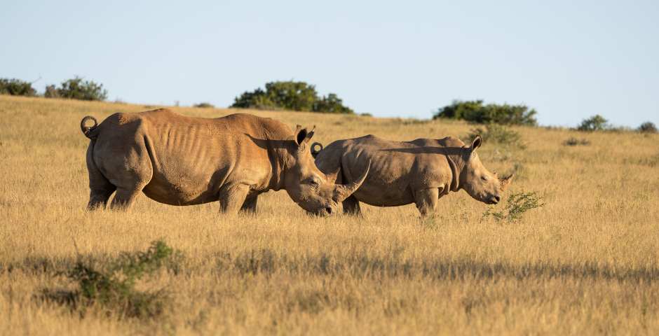 Safari and Hands on Conservation Work