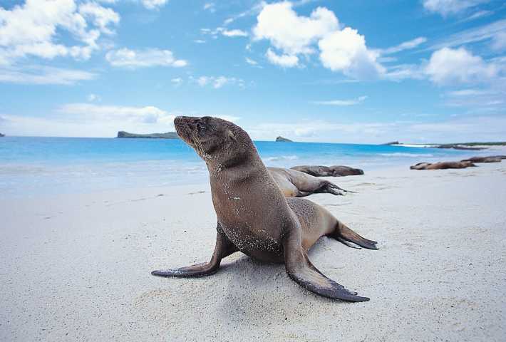 Galápagos Islands, Ecuador