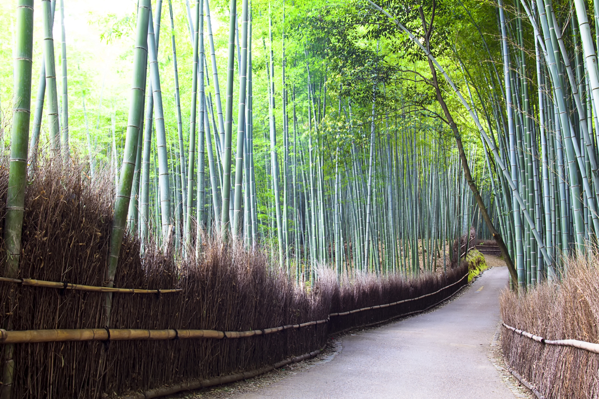 Arashiyama Bamboo Grove