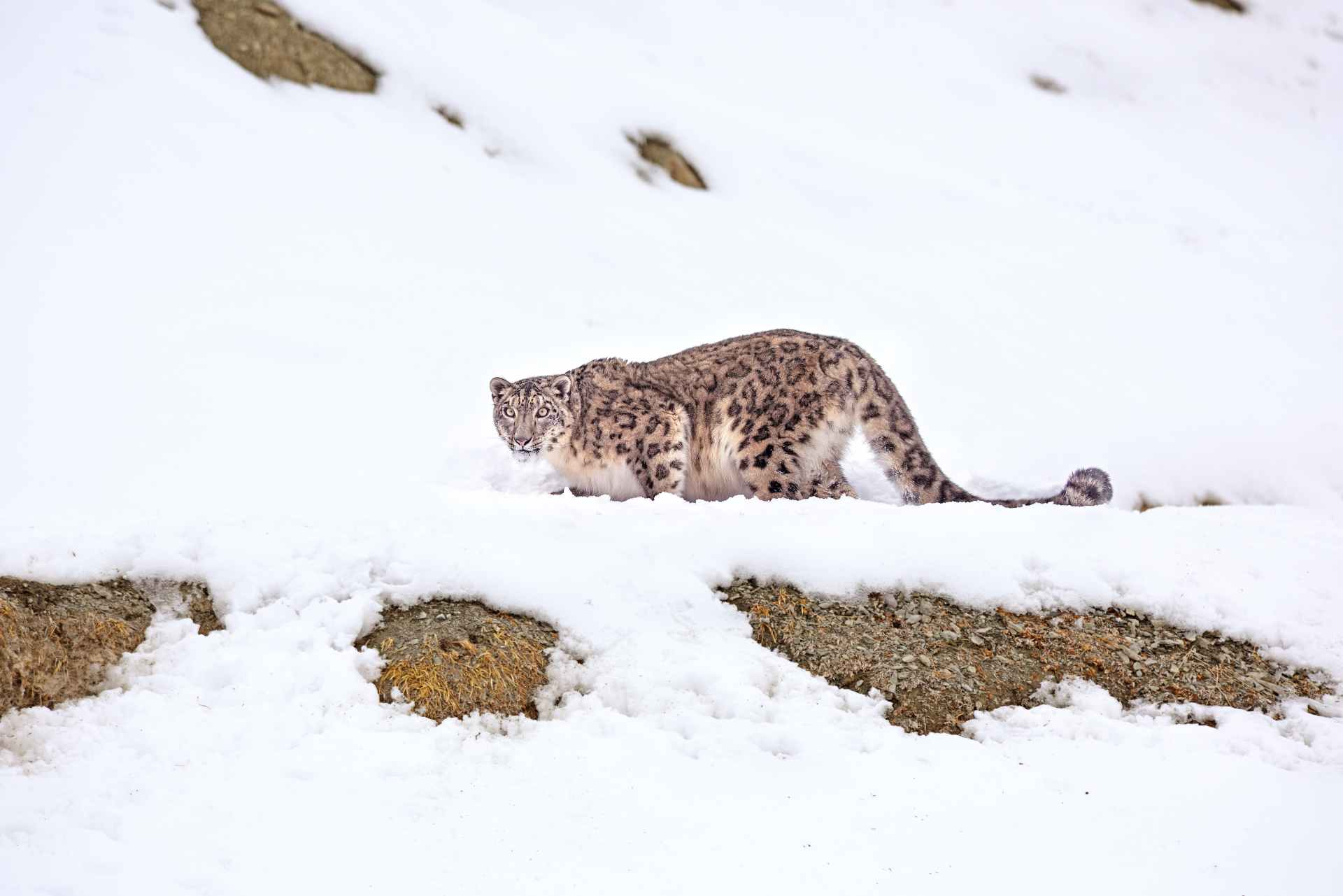 Epic India: Spotting Snow Leopards
