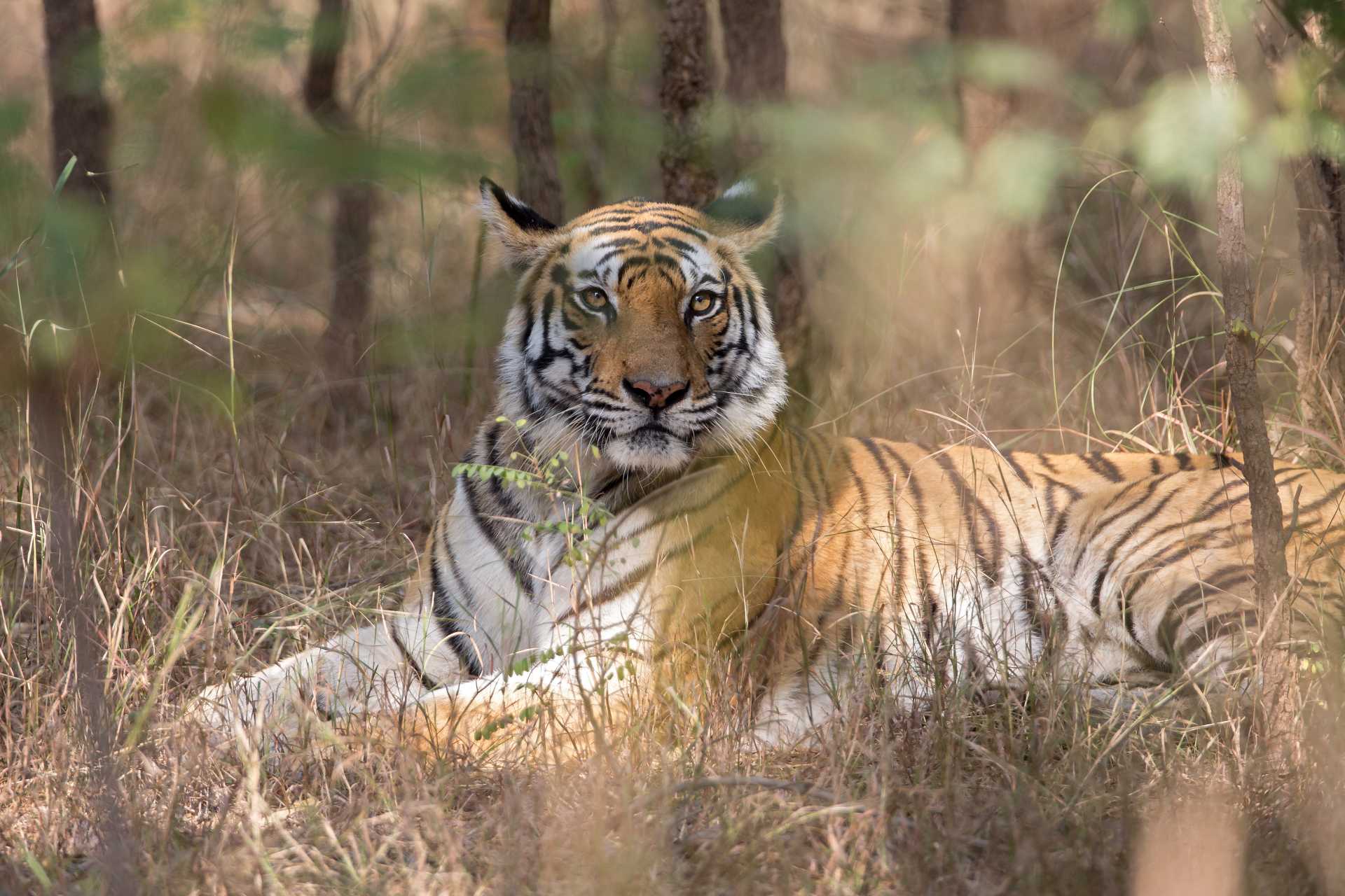 Wild Encounters: Central India 