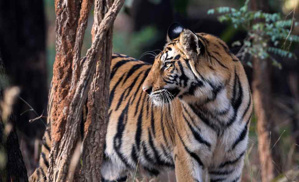 Wild Encounters: Temples & Tigers 