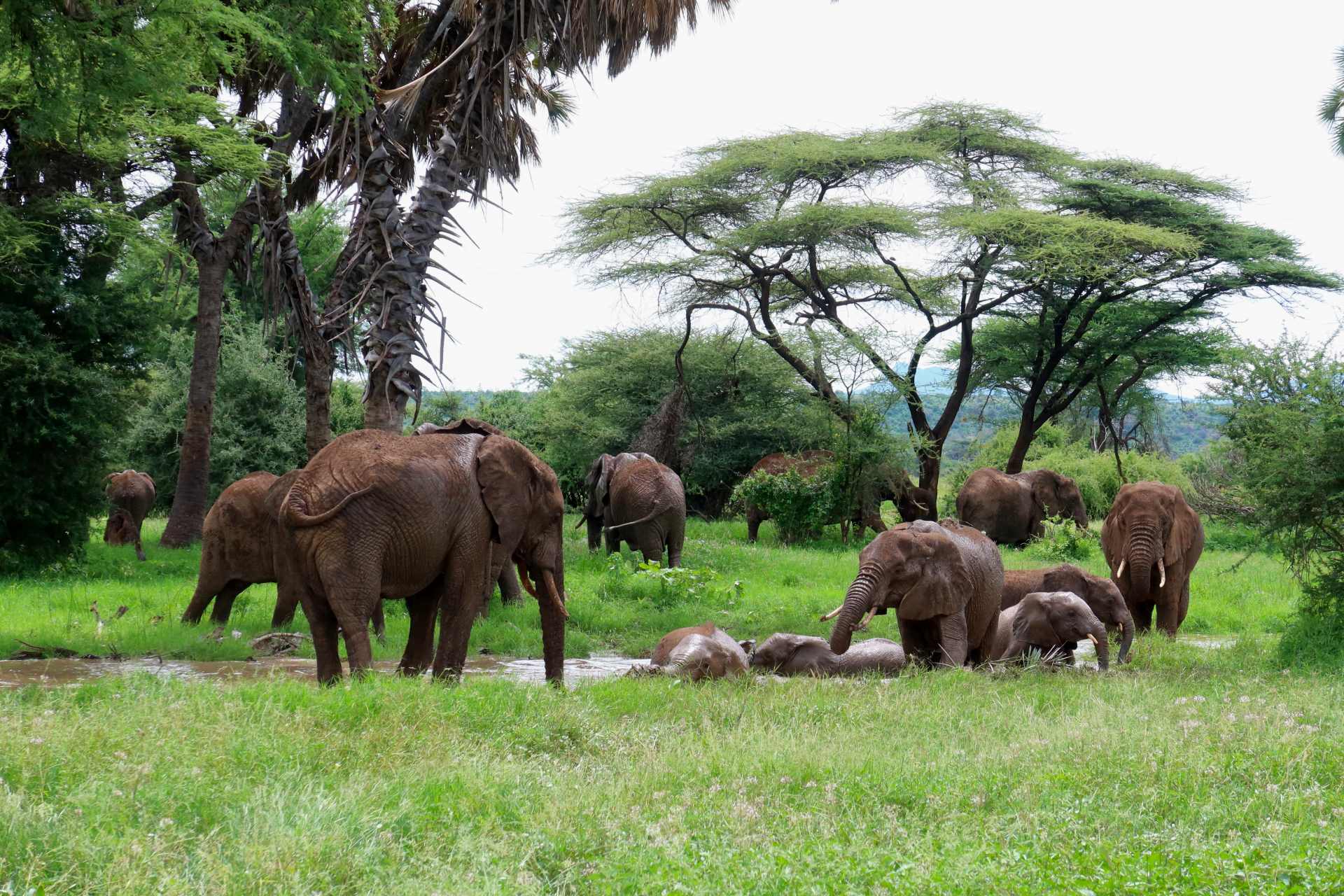 Rare Earth Culture & Wildlife