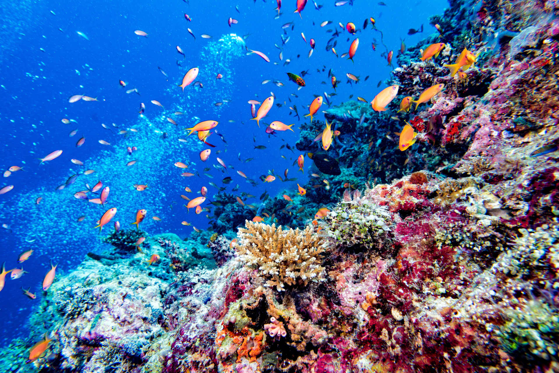 A Family Marine Adventure: Soneva Fushi & Soneva Jani