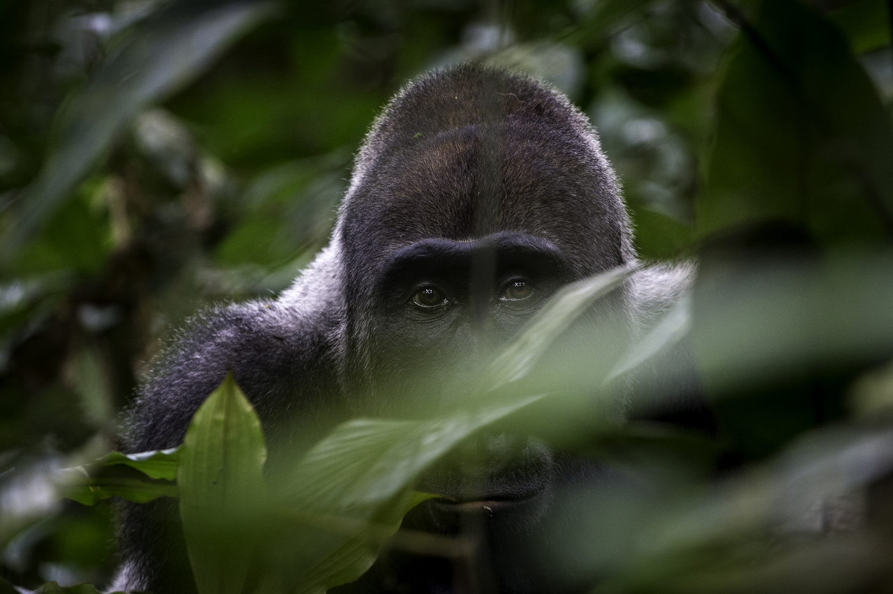 West African Gorilla Safari