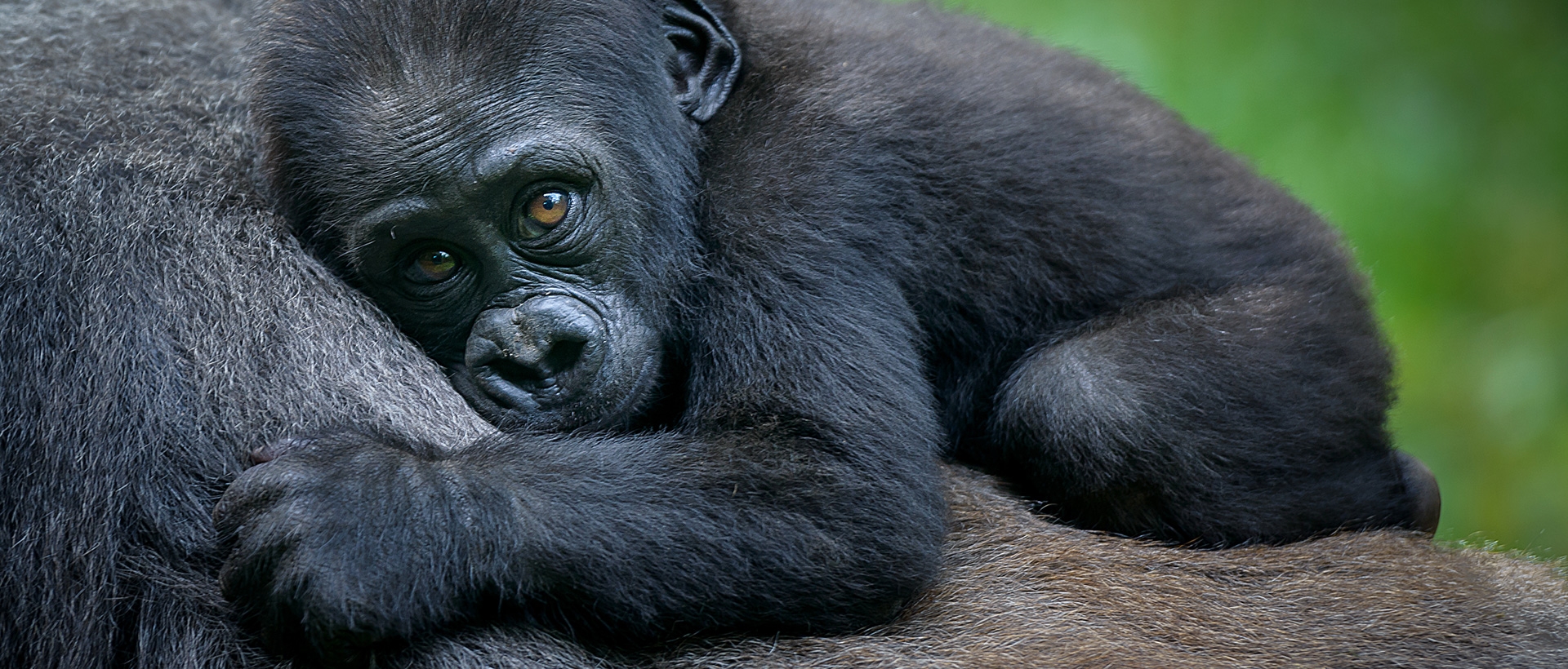 Plan your Uganda trip today