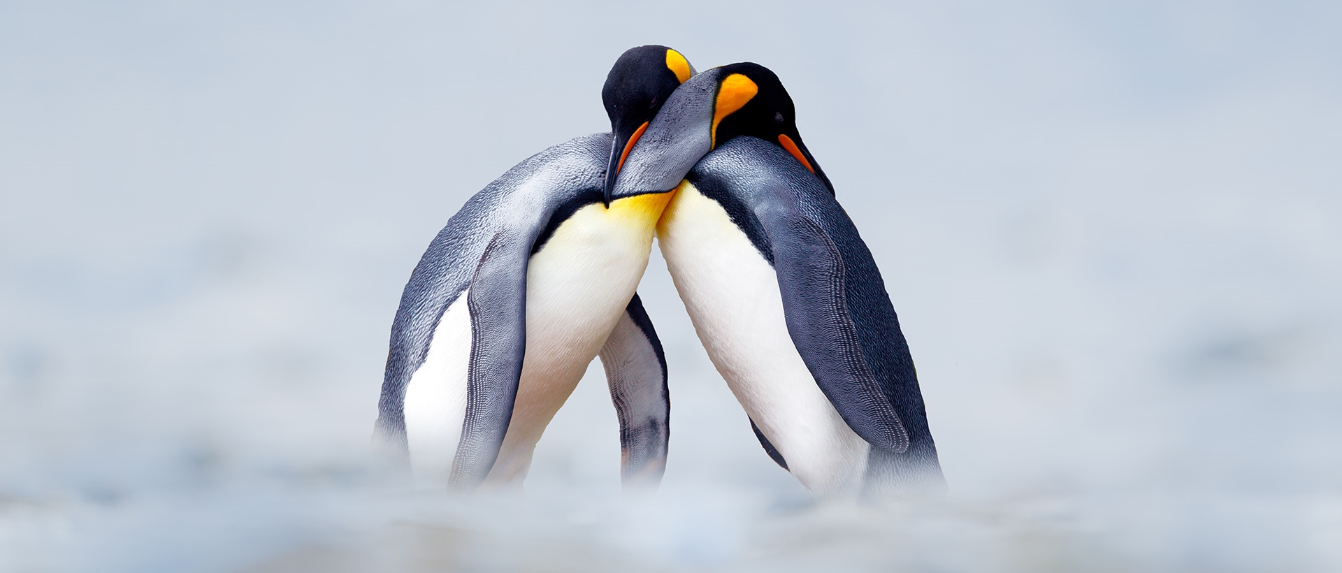  Plan your Antarctica trip today