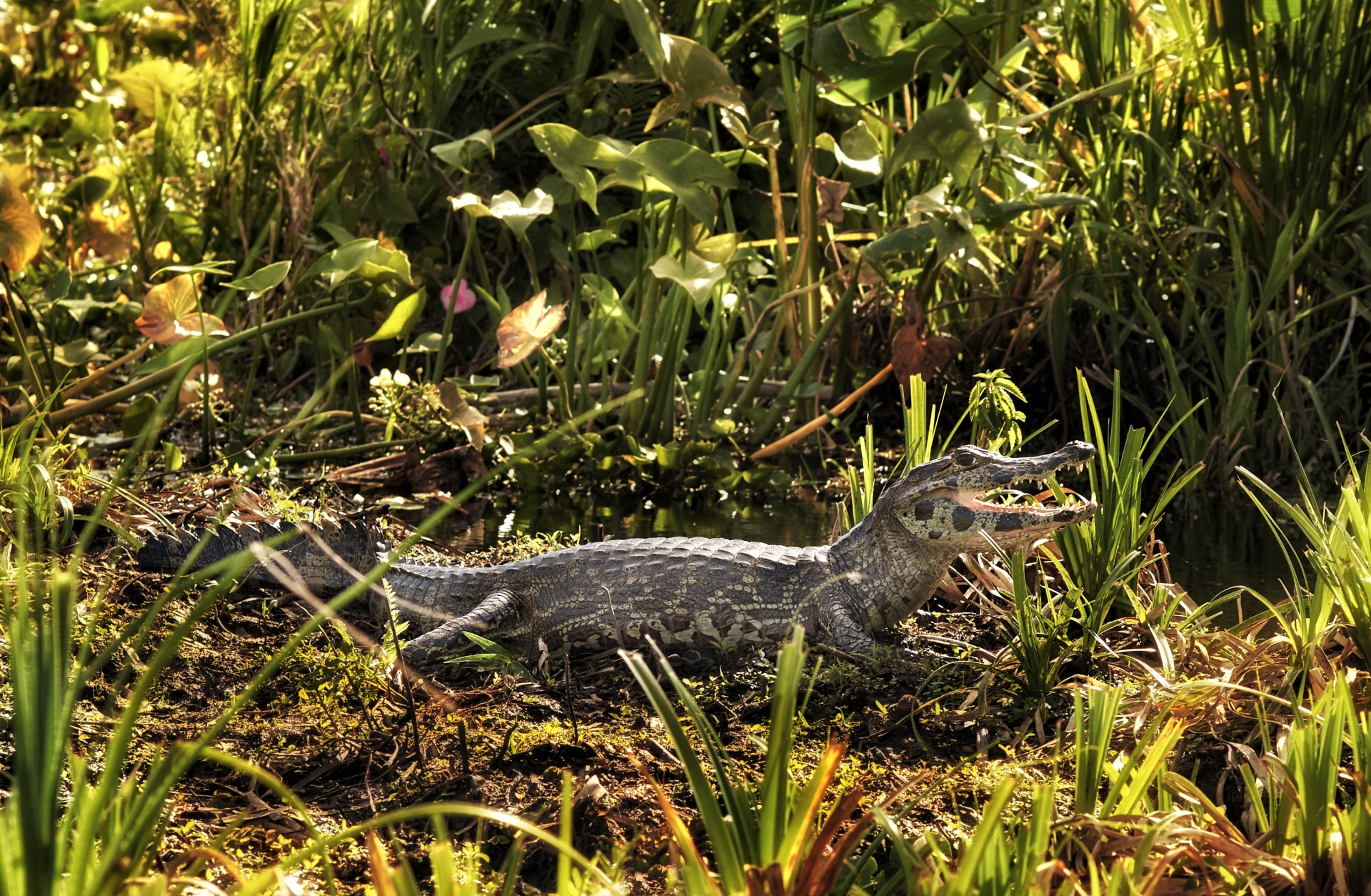Wild Argentina 