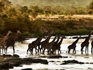 Maasai Mara and Southern Kenya