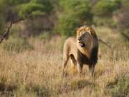 Madikwe and the northwest