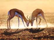 The Kalahari