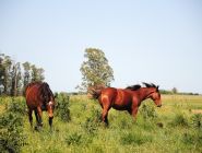 Uruguayan Countryside