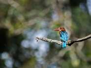 Central Nepal