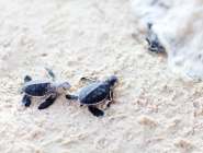 Tortuguero