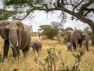 Tarangire National Park