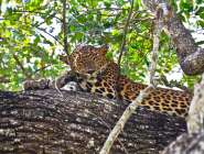 Wilpattu National Park