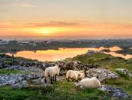 Connemara