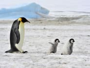Polar