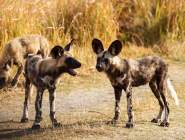 Madikwe Game Reserve