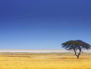 Ongava Private Game Reserve