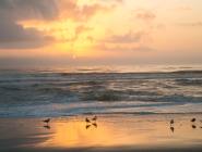 Amelia Island