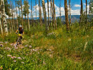 Aspen (Summer)
