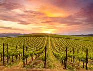 Napa Valley