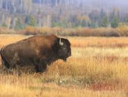 Yellowstone & Grand Teton