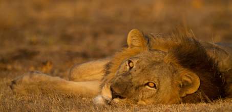 Game Drives in Kafue