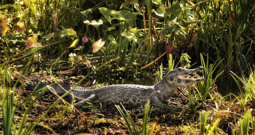 Ibera Wetlands 