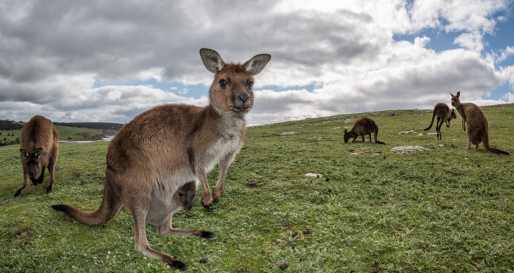 Kangaroo Island Full Day Tour