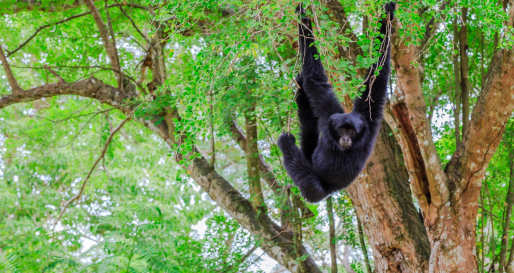 Spider Monkey 