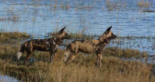 African wild dogs
