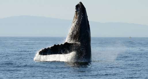 Humpback Whale